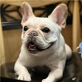 法国斗牛犬