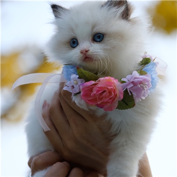赛级布偶猫