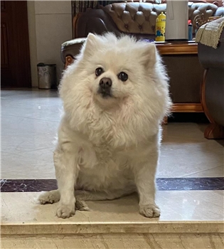 可乐