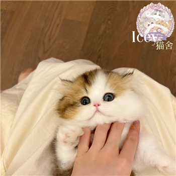icey-金白米努特矮脚妹妹