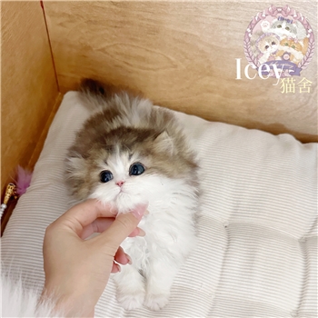 icey-金白米努特长腿弟弟